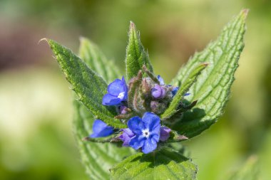 Yeşil bir alkaneti kapat (pentaglottis sempervirens)