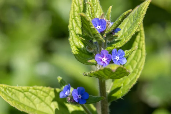 Yeşil bir alkaneti kapat (pentaglottis sempervirens)