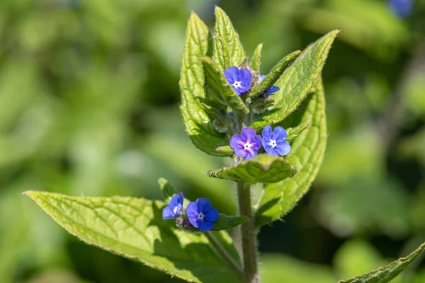 Yeşil bir alkaneti kapat (pentaglottis sempervirens)