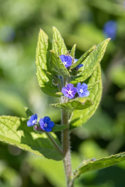 Yeşil bir alkaneti kapat (pentaglottis sempervirens)