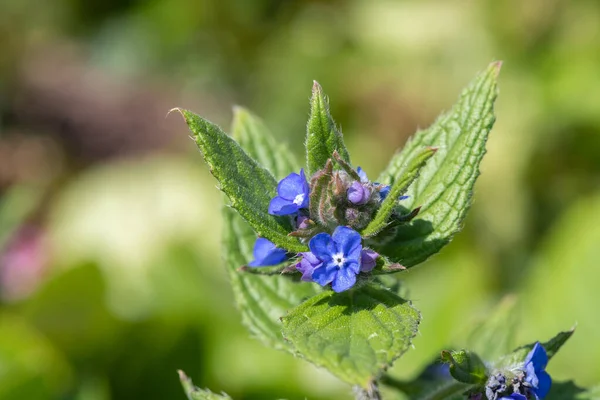 Yeşil bir alkaneti kapat (pentaglottis sempervirens)