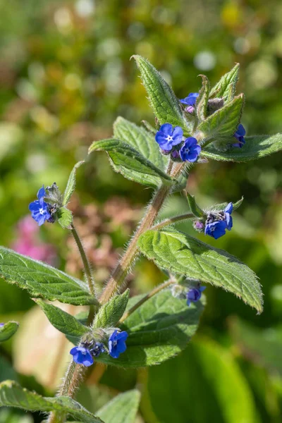 Yeşil bir alkaneti kapat (pentaglottis sempervirens)