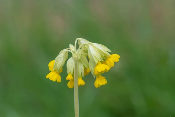 Közelkép Egy Tehéncsúszda Primula Veris Virág Réten — Stock Fotó