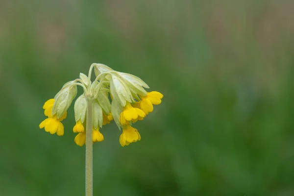 Közelkép Egy Tehéncsúszda Primula Veris Virág Réten — Stock Fotó