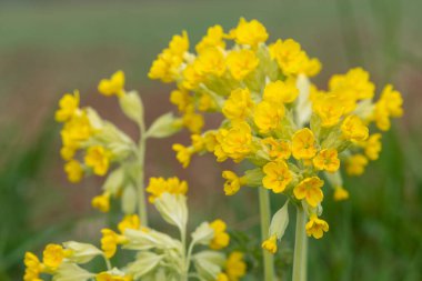Bir çayırdaki inek sürüsü (primula veris) çiçeklerini kapat