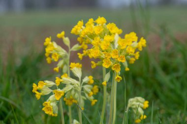 Bir çayırdaki inek sürüsü (primula veris) çiçeklerini kapat