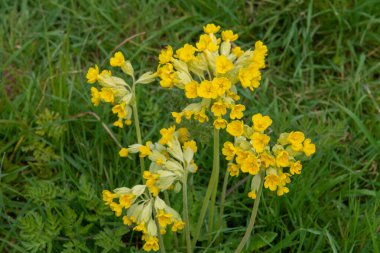 Bir çayırdaki inek sürüsü (primula veris) çiçeklerini kapat