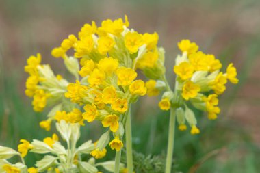 Bir çayırdaki inek sürüsü (primula veris) çiçeklerini kapat