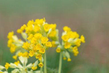 Bir çayırdaki inek sürüsü (primula veris) çiçeklerini kapat