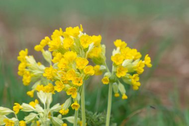 Bir çayırdaki inek sürüsü (primula veris) çiçeklerini kapat