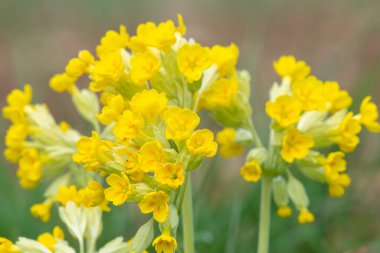 Bir çayırdaki inek sürüsü (primula veris) çiçeklerini kapat