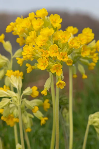 Zblízka Skluzavky Primula Veris Květiny Louce — Stock fotografie