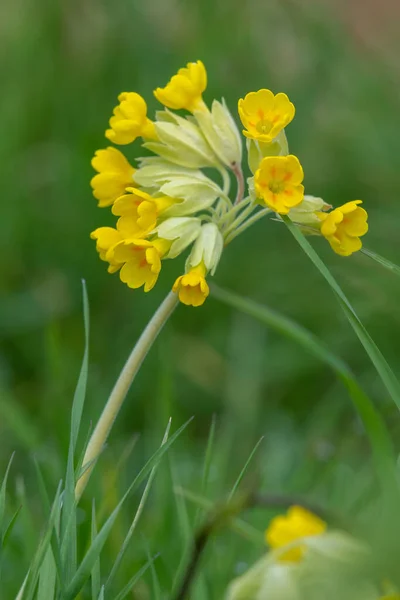 Primer Plano Una Flor Deslizamiento Vaca Primula Veris Prado —  Fotos de Stock