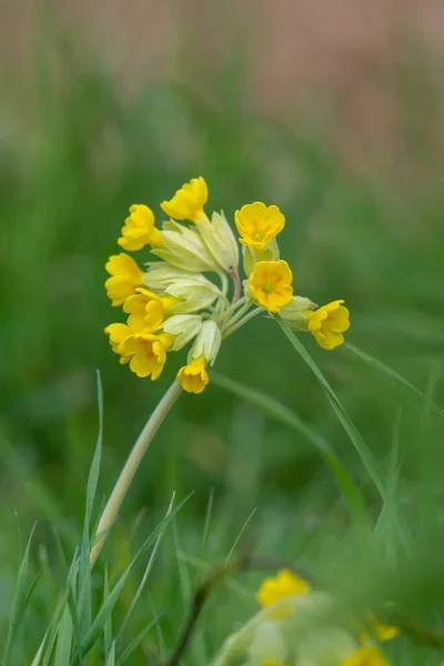 Fechar Uma Flor Cowslip Primula Veris Prado — Fotografia de Stock