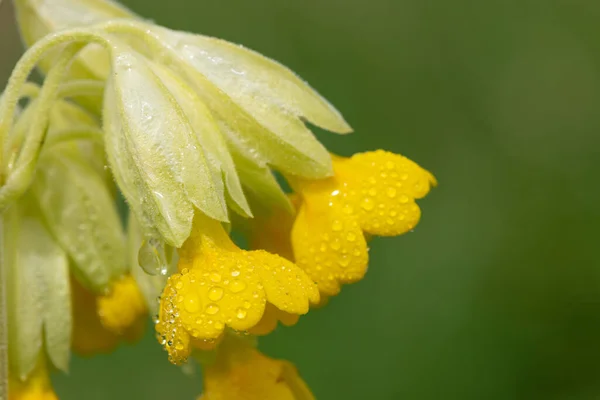 Close Cowslip Primula Veris Flower Covered Dew Droplets — Stock Fotó