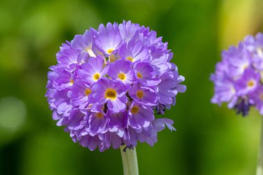 Çiçek açan pembe but budu primula (primula denticulata) çiçeklerini kapat