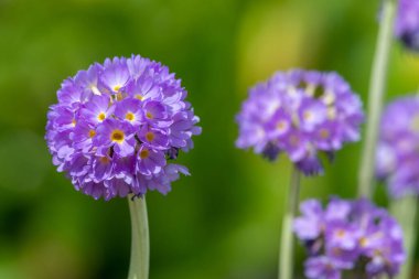 Çiçek açan pembe but budu primula (primula denticulata) çiçeklerini kapat