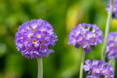 Çiçek açan pembe but budu primula (primula denticulata) çiçeklerini kapat
