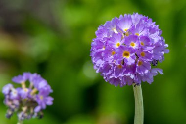 Çiçek açan pembe but budu primula (primula denticulata) çiçeklerini kapat