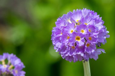 Çiçek açan pembe but budu primula (primula denticulata) çiçeklerini kapat
