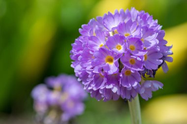 Çiçek açan pembe but budu primula (primula denticulata) çiçeklerini kapat