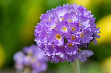 Çiçek açan pembe but budu primula (primula denticulata) çiçeklerini kapat
