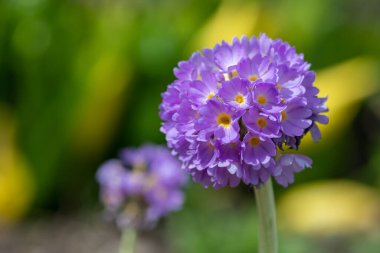 Çiçek açan pembe but budu primula (primula denticulata) çiçeklerini kapat