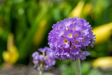Çiçek açan pembe but budu primula (primula denticulata) çiçeklerini kapat