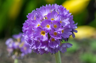 Çiçek açan pembe but budu primula (primula denticulata) çiçeklerini kapat