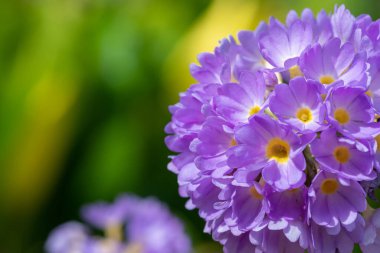 Çiçek açan pembe but budu primula (primula denticulata) çiçeklerini kapat