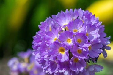 Çiçek açan pembe but budu primula (primula denticulata) çiçeklerini kapat