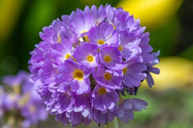 Çiçek açan pembe but budu primula (primula denticulata) çiçeklerini kapat