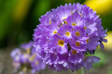 Close up of pink drumstick primula (primula denticulata) flowers in bloom