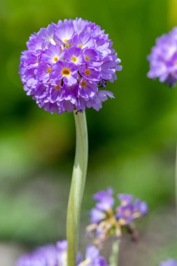 Çiçek açan pembe but budu primula (primula denticulata) çiçeklerini kapat