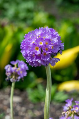 Çiçek açan pembe but budu primula (primula denticulata) çiçeklerini kapat