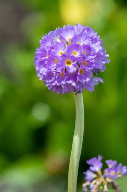 Çiçek açan pembe but budu primula (primula denticulata) çiçeklerini kapat