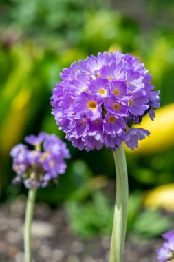 Çiçek açan pembe but budu primula (primula denticulata) çiçeklerini kapat