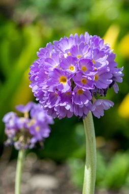 Çiçek açan pembe but budu primula (primula denticulata) çiçeklerini kapat