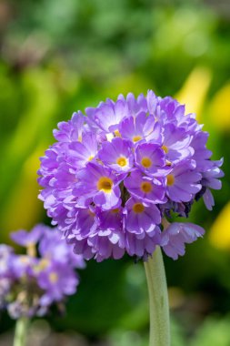Çiçek açan pembe but budu primula (primula denticulata) çiçeklerini kapat