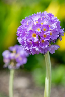 Çiçek açan pembe but budu primula (primula denticulata) çiçeklerini kapat