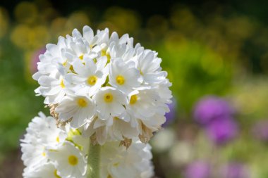 Çiçek açan beyaz but budu primula (primula denticulata) çiçeklerini kapat