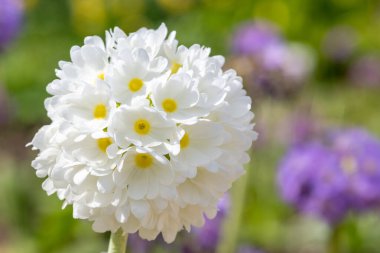 Çiçek açan beyaz but budu primula (primula denticulata) çiçeklerini kapat