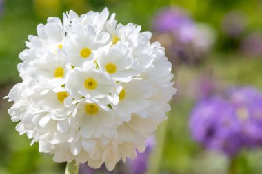 Çiçek açan beyaz but budu primula (primula denticulata) çiçeklerini kapat