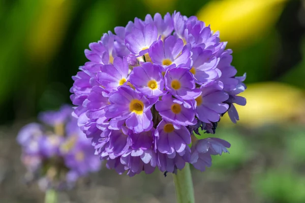 Çiçek açan pembe but budu primula (primula denticulata) çiçeklerini kapat