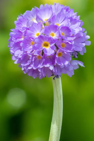 Κοντινό Πλάνο Του Ροζ Drumstick Primula Primula Denticulata Άνθη Άνθιση — Φωτογραφία Αρχείου