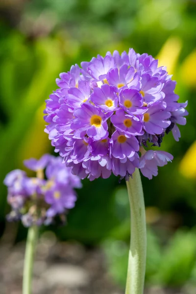 Çiçek açan pembe but budu primula (primula denticulata) çiçeklerini kapat