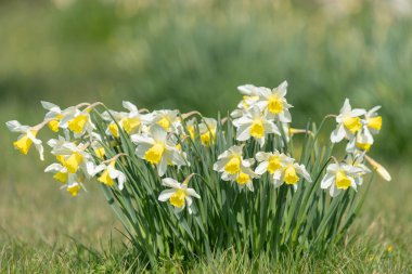 Çiçekler açan nergis (narcissus)