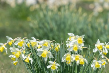 Çiçekler açan nergis (narcissus)