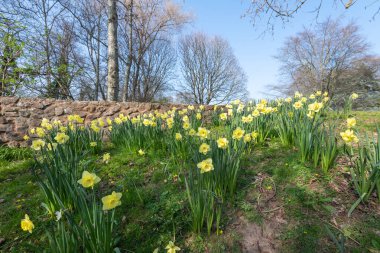 Çiçekler açan nergis (narcissus)