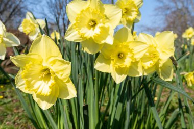 Çiçekler açtığında nergis (narcissus) çiçeklerini kapat